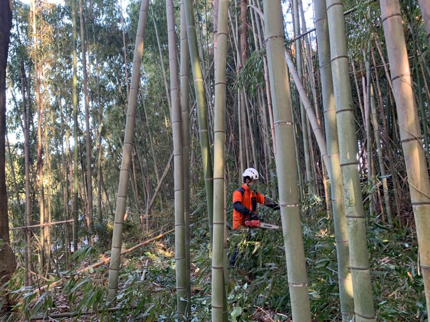 竹を手際よく伐採するスタッフ藤本